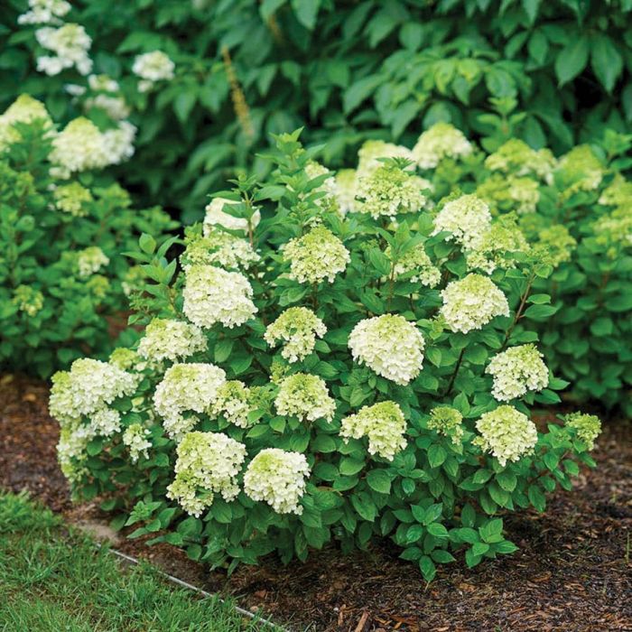 Little lime deals hydrangea